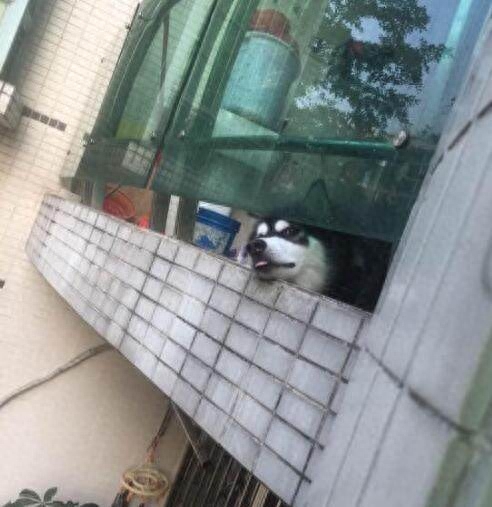 男子回家哈士奇总会探头迎接，可二哈的表情却是让人见一次笑一次(图2)