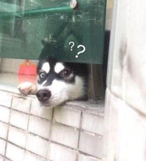 男子回家哈士奇总会探头迎接，可二哈的表情却是让人见一次笑一次(图3)