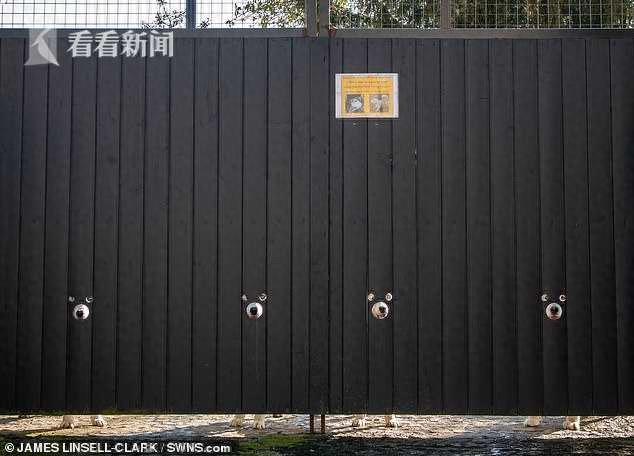 哈士奇们喜欢偷窥 主人满足他们的癖好在大门上钻特殊洞 像米老鼠(图2)