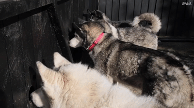 哈士奇们喜欢偷窥 主人满足他们的癖好在大门上钻特殊洞 像米老鼠(图3)