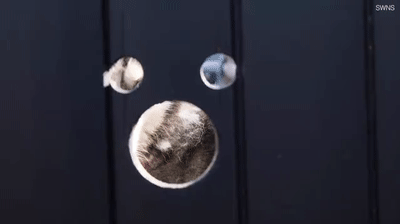 哈士奇们喜欢偷窥 主人满足他们的癖好在大门上钻特殊洞 像米老鼠(图6)