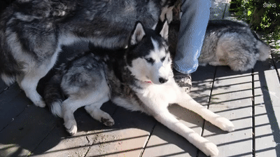 哈士奇们喜欢偷窥 主人满足他们的癖好在大门上钻特殊洞 像米老鼠(图8)