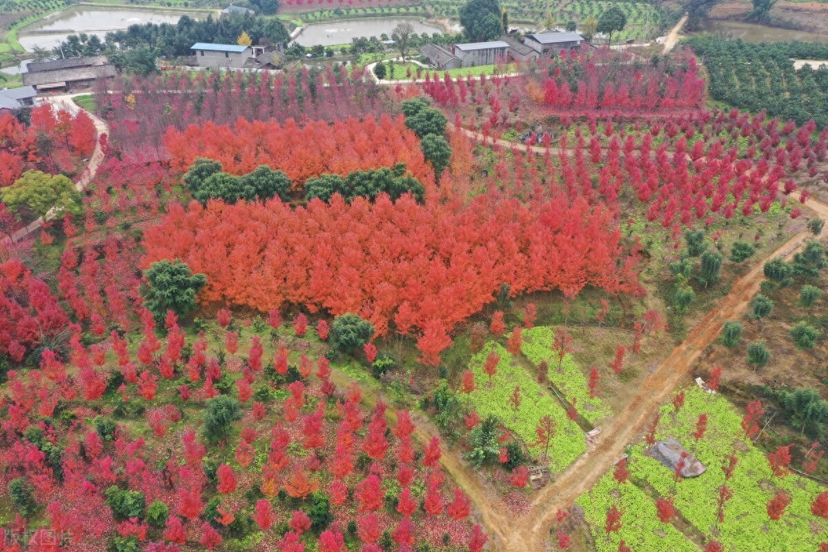 随笔，走在如此优美的街道上，周遭是如此地熟悉，如此亲切(图1)