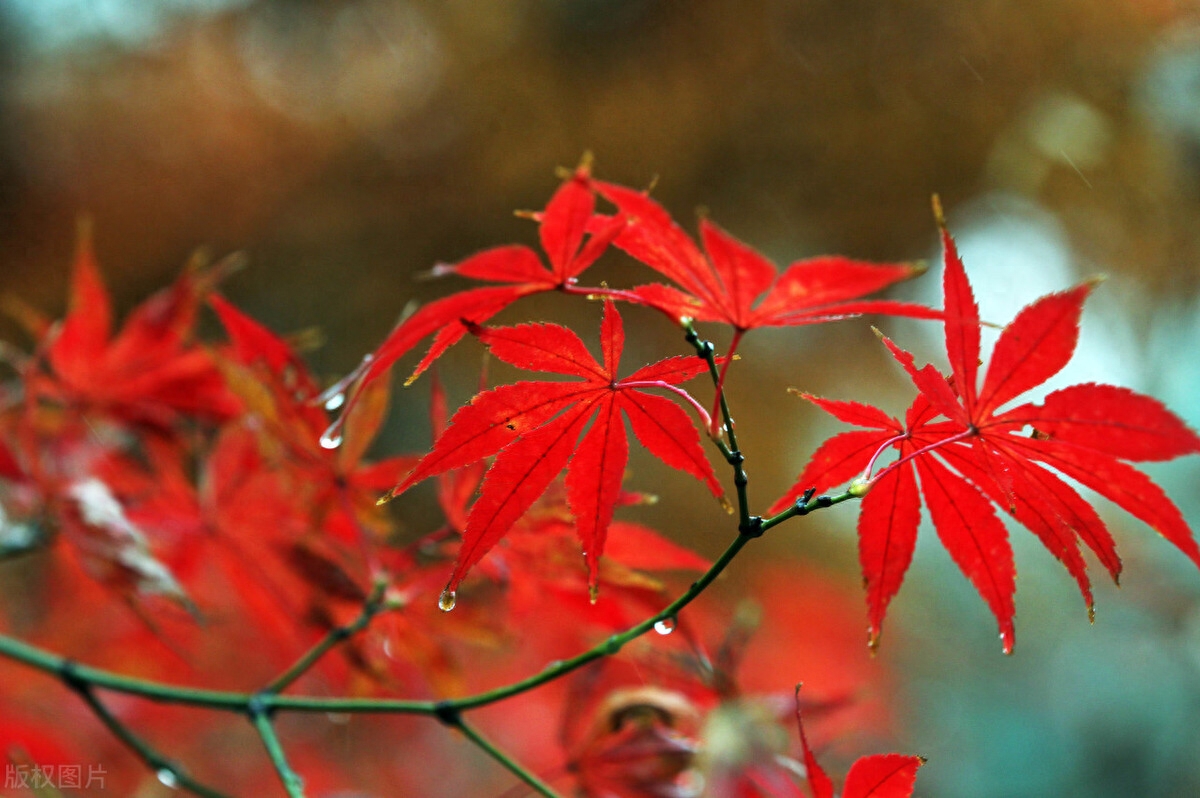 随笔，走在如此优美的街道上，周遭是如此地熟悉，如此亲切(图2)
