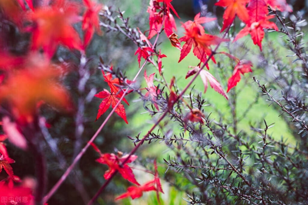 随笔，走在如此优美的街道上，周遭是如此地熟悉，如此亲切(图4)