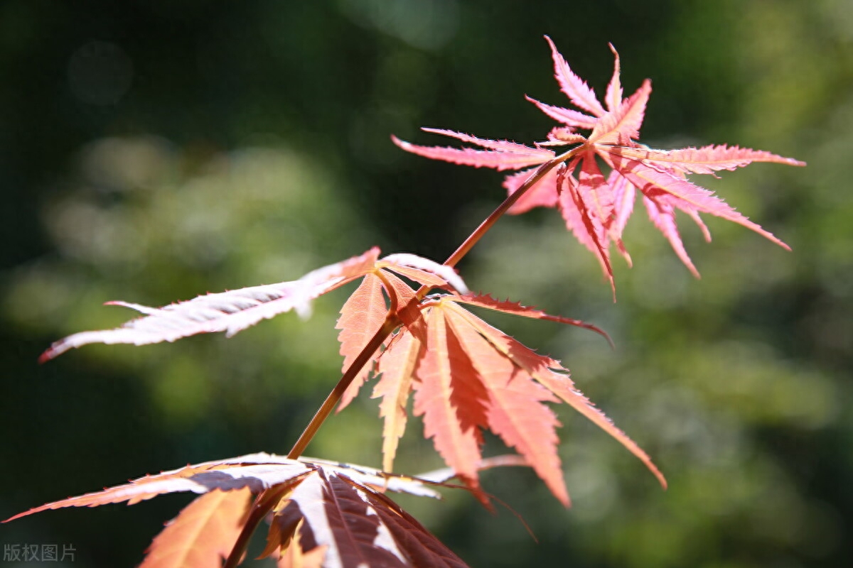 随笔，走在如此优美的街道上，周遭是如此地熟悉，如此亲切(图6)