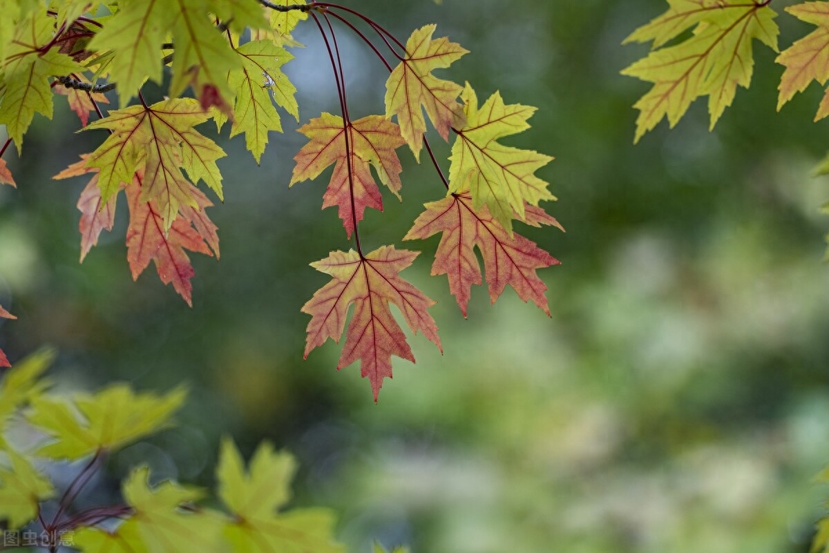 随笔，走在如此优美的街道上，周遭是如此地熟悉，如此亲切(图7)