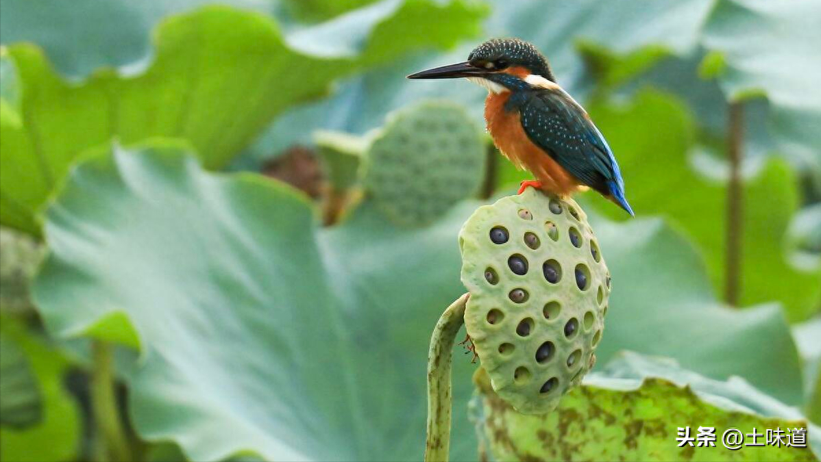 励志故事——品读杜光辉先生新作《假如我的耳朵没有聋》(图7)