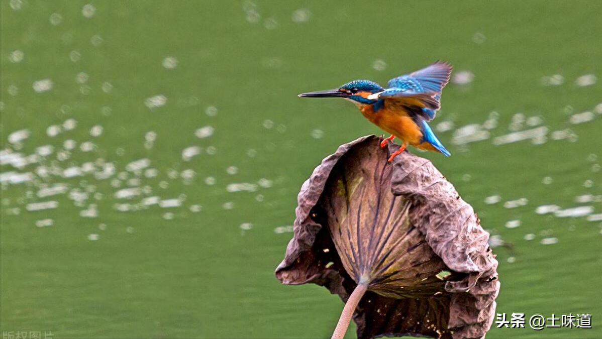 励志故事——品读杜光辉先生新作《假如我的耳朵没有聋》(图9)