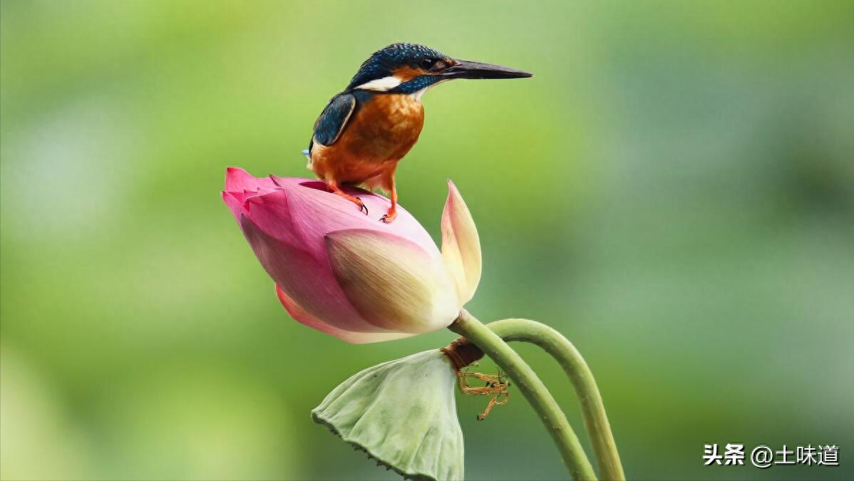 励志故事——品读杜光辉先生新作《假如我的耳朵没有聋》(图11)