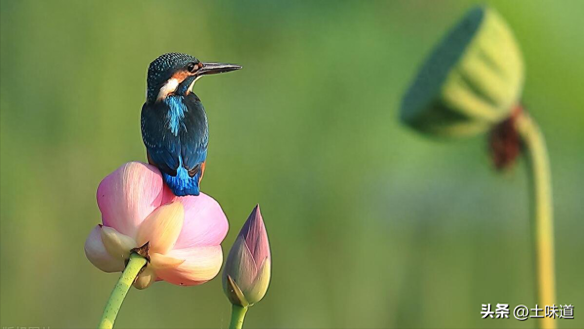 励志故事——品读杜光辉先生新作《假如我的耳朵没有聋》(图13)