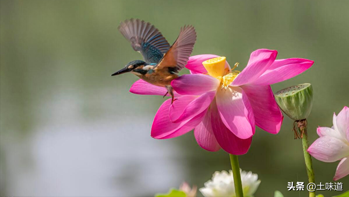 励志故事——品读杜光辉先生新作《假如我的耳朵没有聋》(图14)