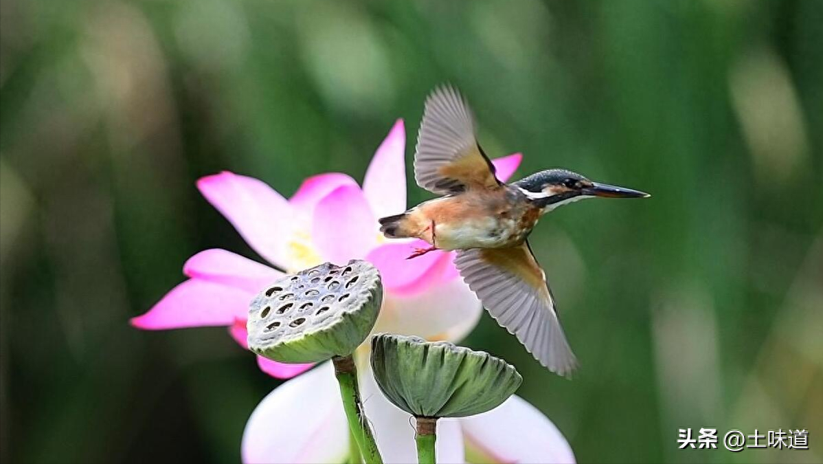 励志故事——品读杜光辉先生新作《假如我的耳朵没有聋》(图19)