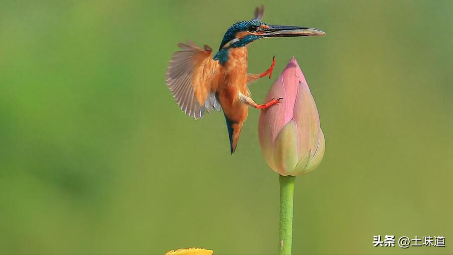 励志故事——品读杜光辉先生新作《假如我的耳朵没有聋》(图20)