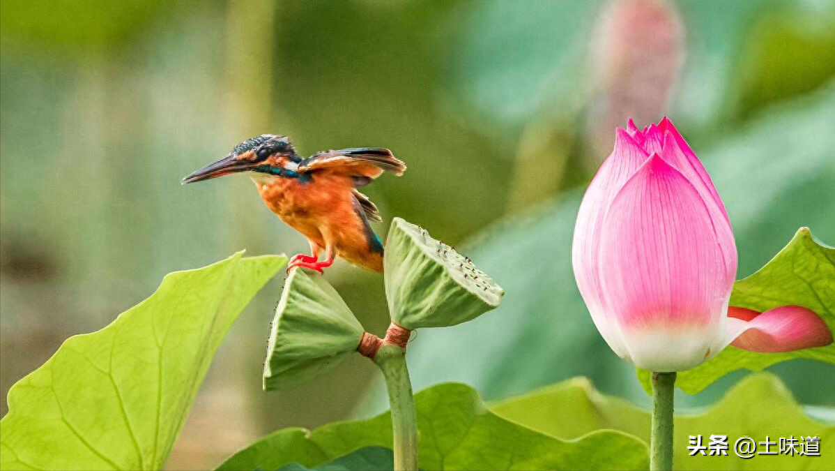 励志故事——品读杜光辉先生新作《假如我的耳朵没有聋》(图21)