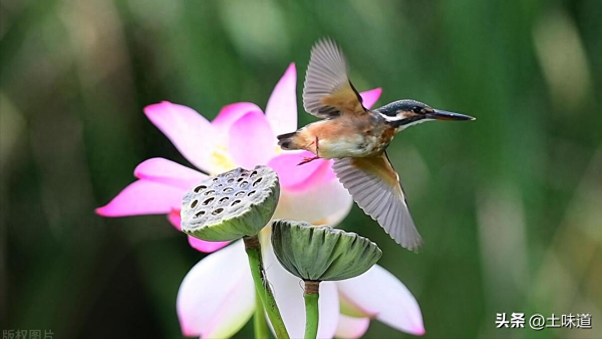 励志故事——品读杜光辉先生新作《假如我的耳朵没有聋》(图22)