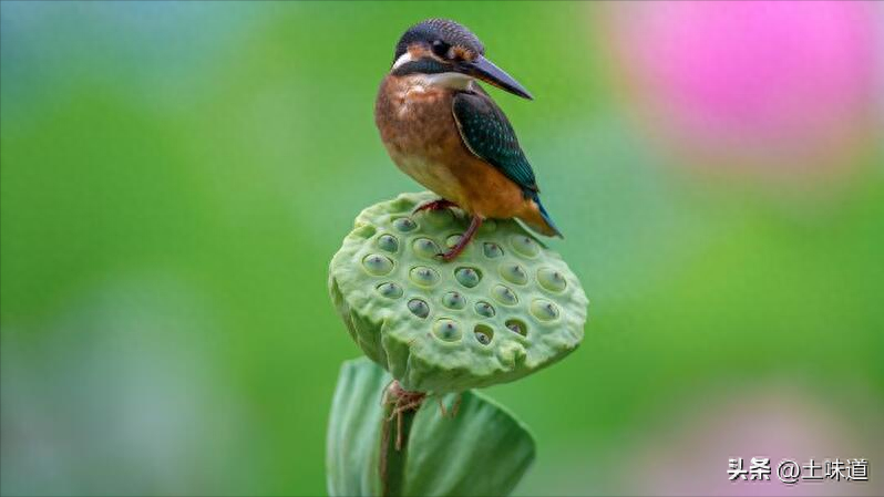 励志故事——品读杜光辉先生新作《假如我的耳朵没有聋》(图23)