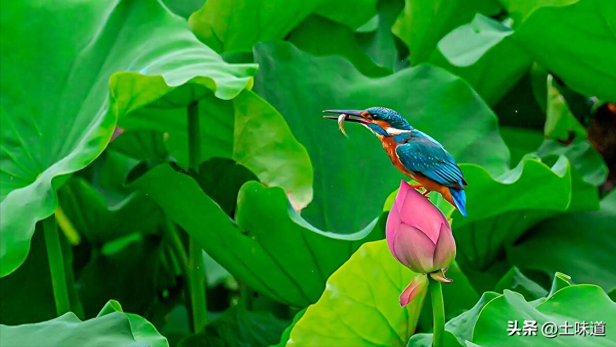 励志故事——品读杜光辉先生新作《假如我的耳朵没有聋》(图24)