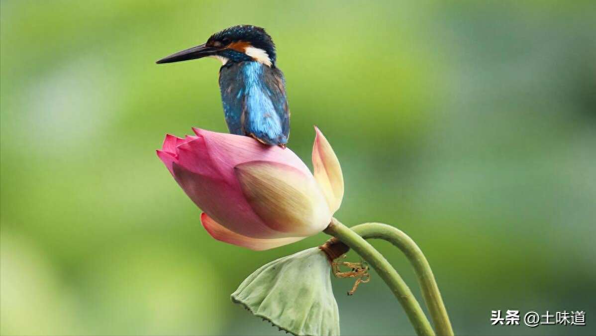 励志故事——品读杜光辉先生新作《假如我的耳朵没有聋》(图25)