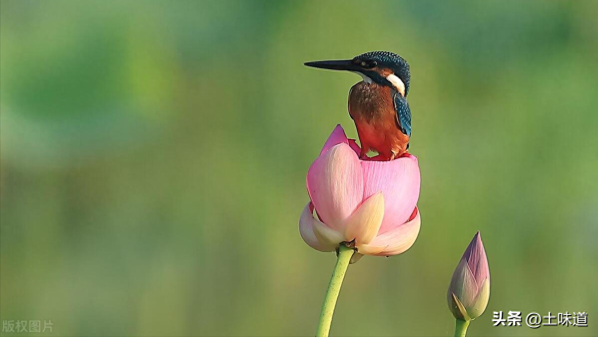 励志故事——品读杜光辉先生新作《假如我的耳朵没有聋》(图27)