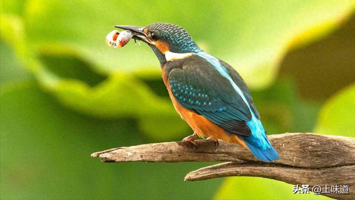 励志故事——品读杜光辉先生新作《假如我的耳朵没有聋》(图35)