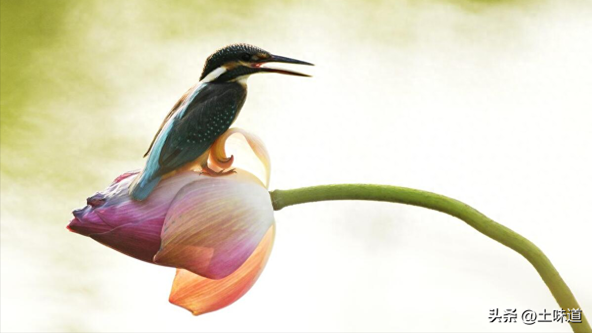 励志故事——品读杜光辉先生新作《假如我的耳朵没有聋》(图36)