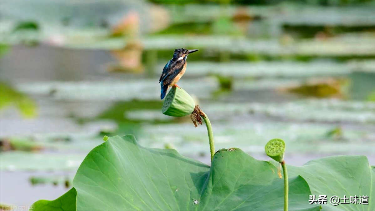 励志故事——品读杜光辉先生新作《假如我的耳朵没有聋》(图37)