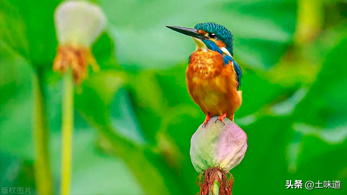 励志故事——品读杜光辉先生新作《假如我的耳朵没有聋》(图38)