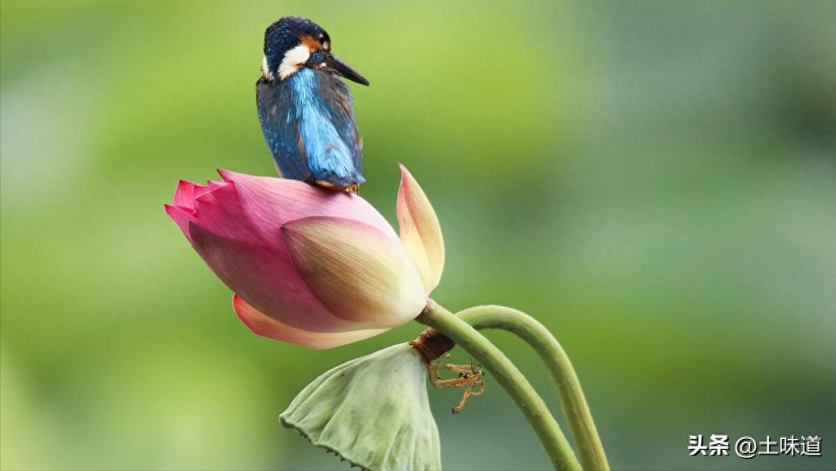 励志故事——品读杜光辉先生新作《假如我的耳朵没有聋》(图39)