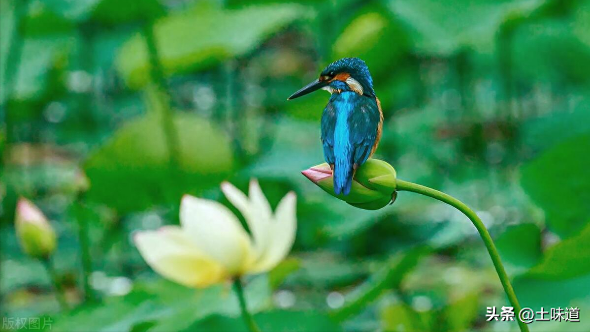 励志故事——品读杜光辉先生新作《假如我的耳朵没有聋》(图41)