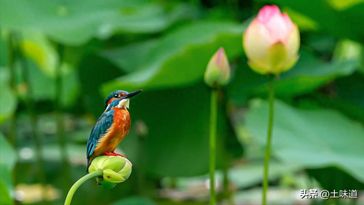 励志故事——品读杜光辉先生新作《假如我的耳朵没有聋》(图43)