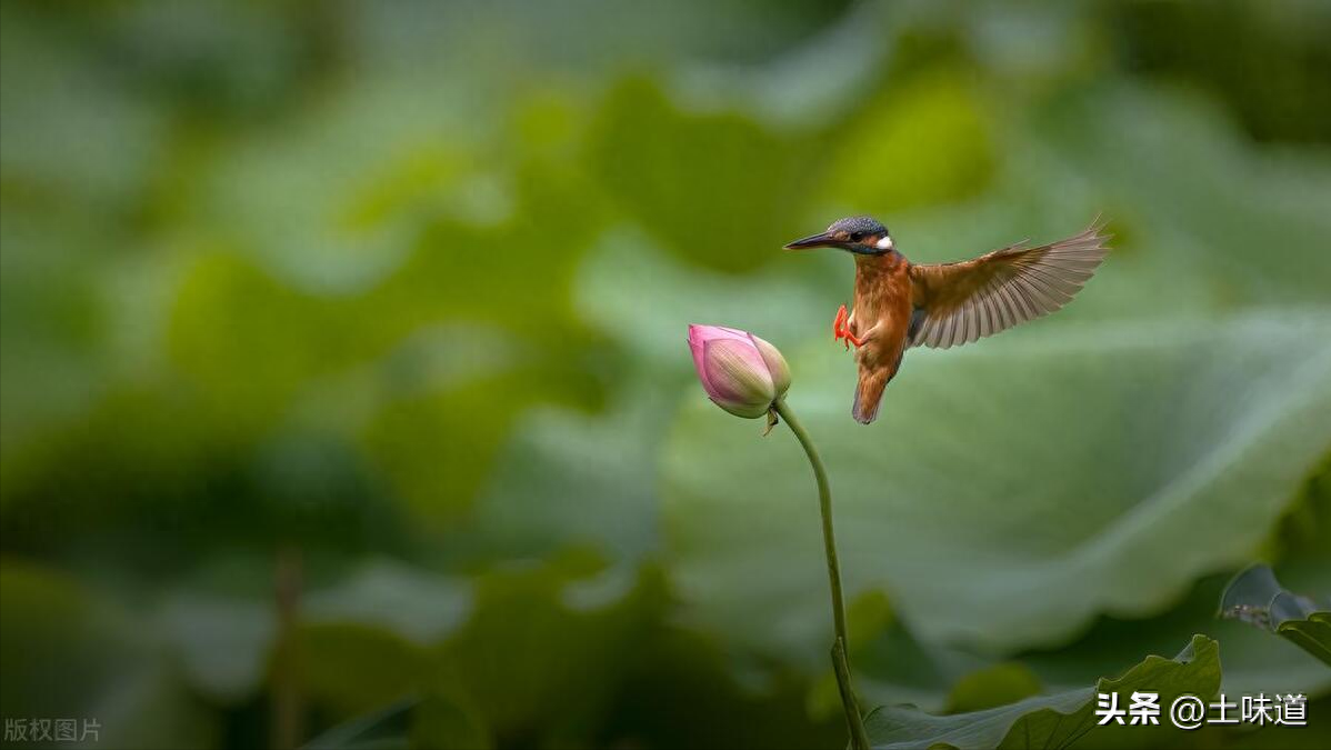 励志故事——品读杜光辉先生新作《假如我的耳朵没有聋》(图45)