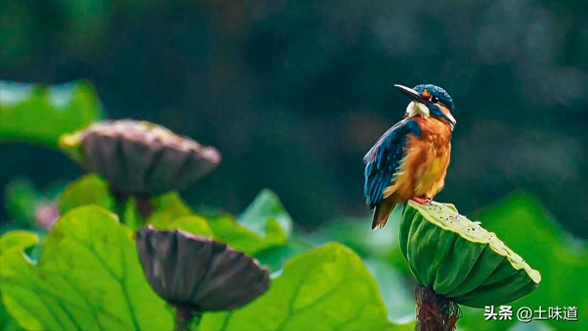 励志故事——品读杜光辉先生新作《假如我的耳朵没有聋》(图46)