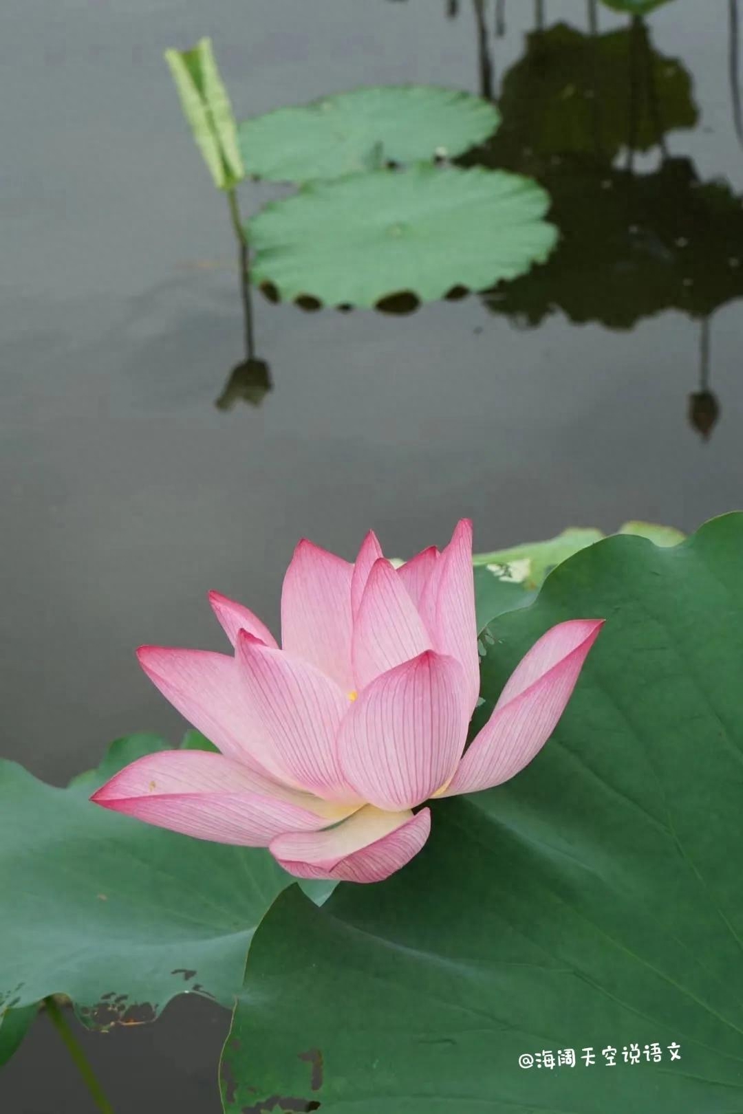 想要作文好，素材不能少（五）——诚信篇(图1)