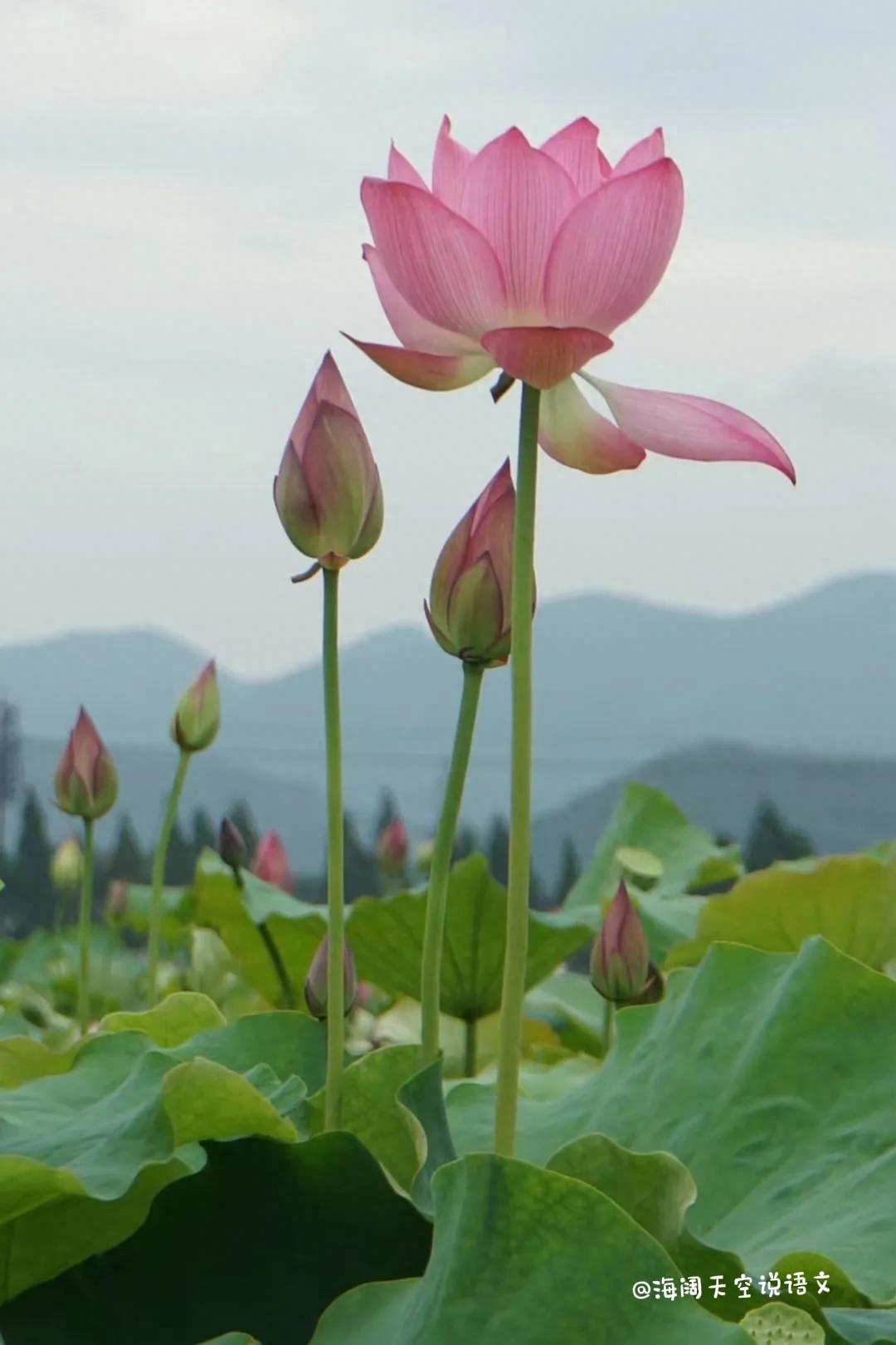 想要作文好，素材不能少（五）——诚信篇(图2)