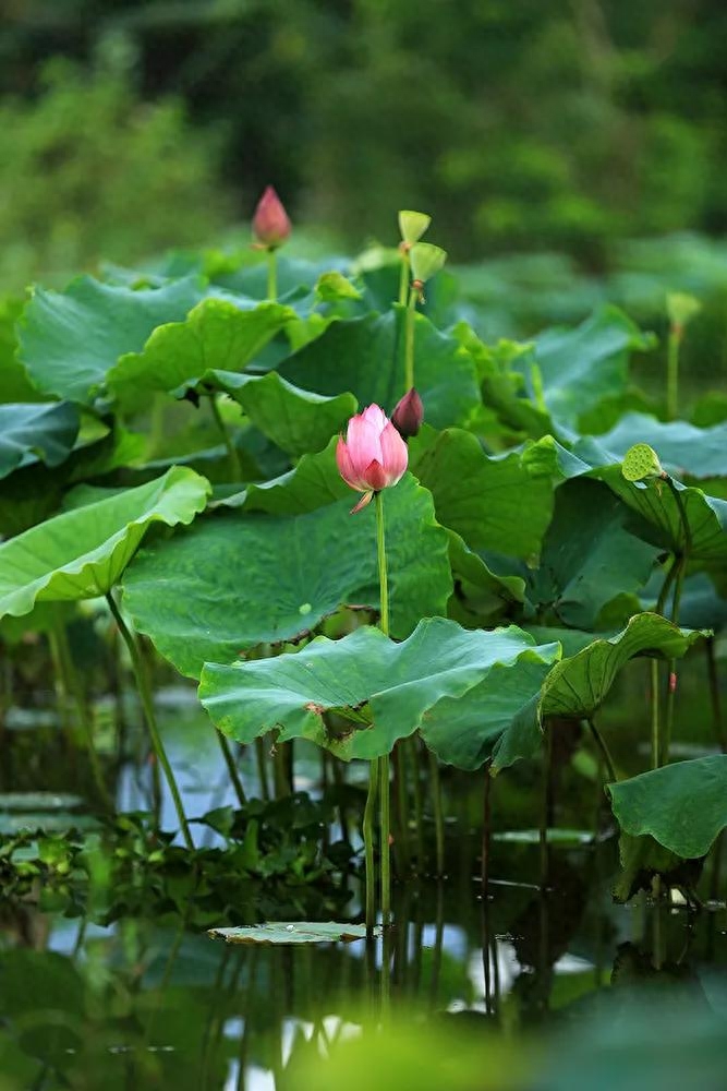 炙热倏忽 天高云淡(图1)