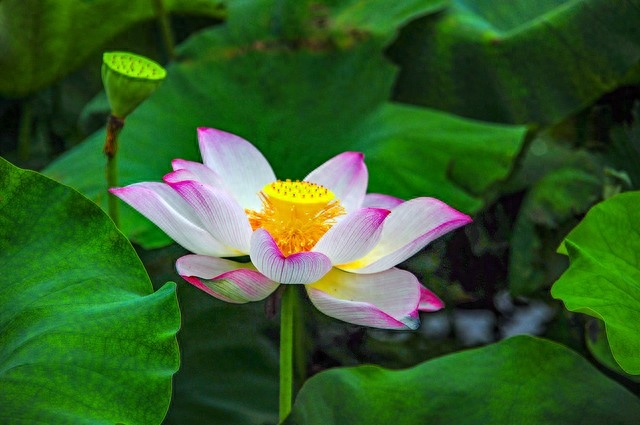 写给最爱的人，入了心的人，最难忘记，对你的想念，珍藏在心里(图2)