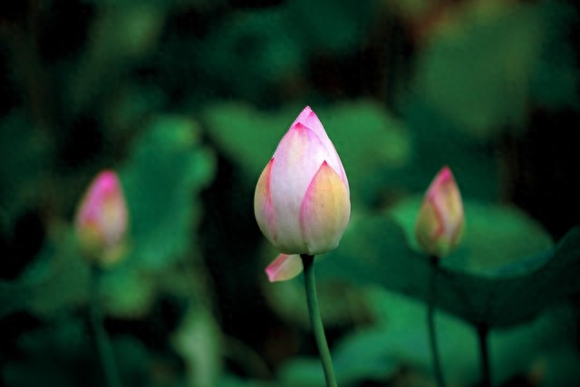 写给最爱的人，入了心的人，最难忘记，对你的想念，珍藏在心里(图4)