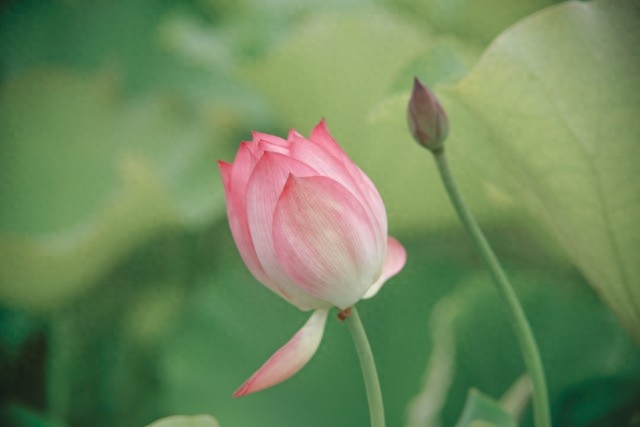 写给最爱的人，入了心的人，最难忘记，对你的想念，珍藏在心里(图5)