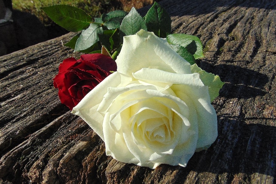 真心相爱过的人，注定一生难忘(图2)