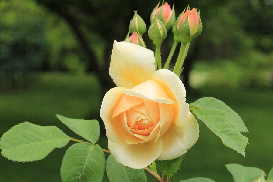 真心相爱过的人，注定一生难忘(图3)