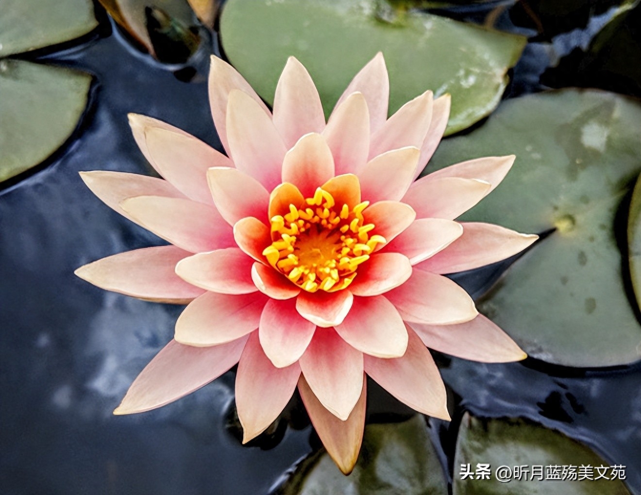 挚爱的你，此生难忘(图2)