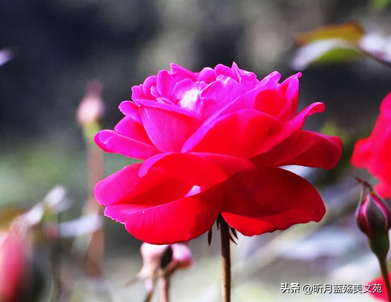 挚爱的你，此生难忘(图5)