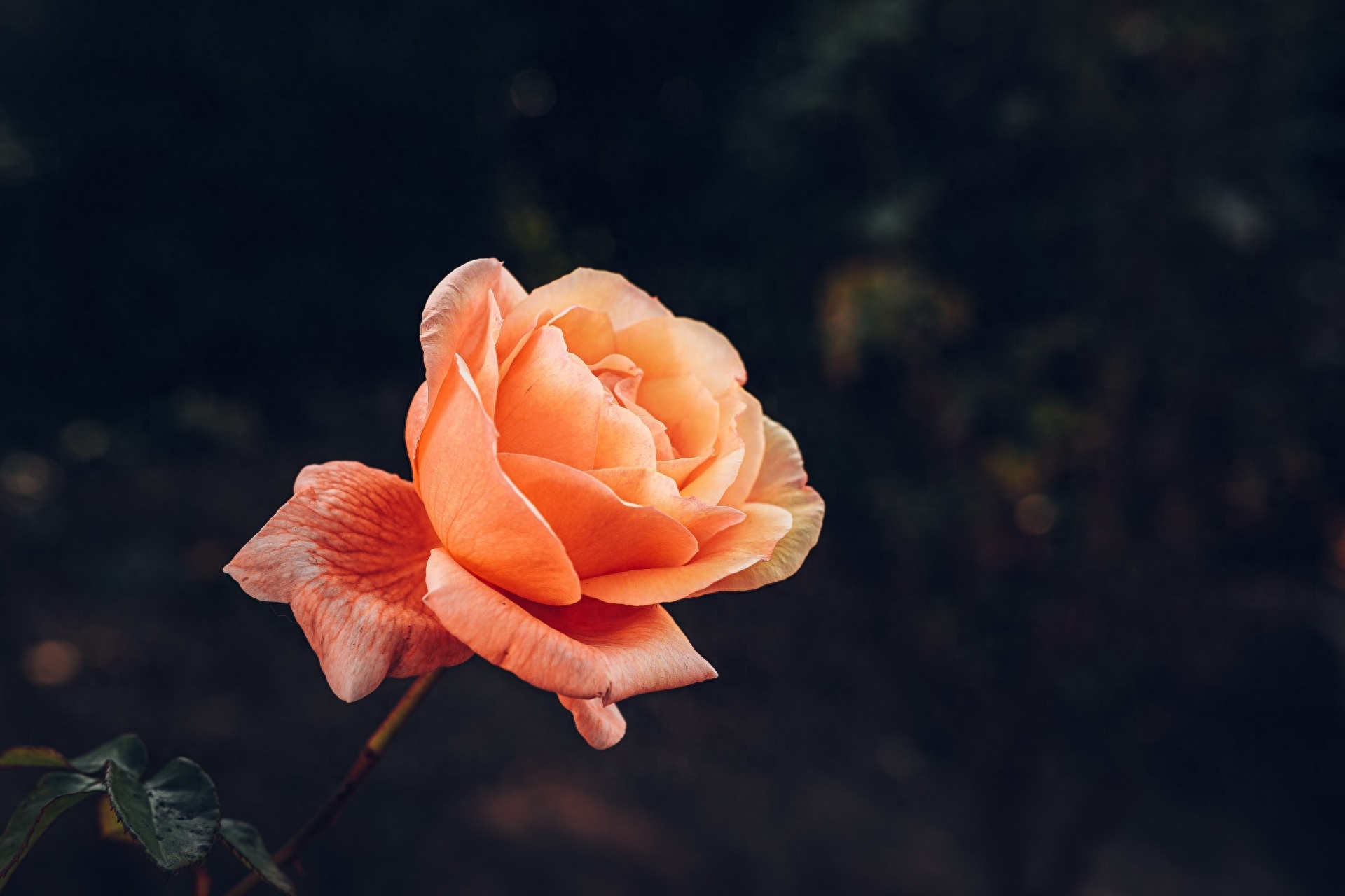 你是我，一辈子的念念不忘(图2)