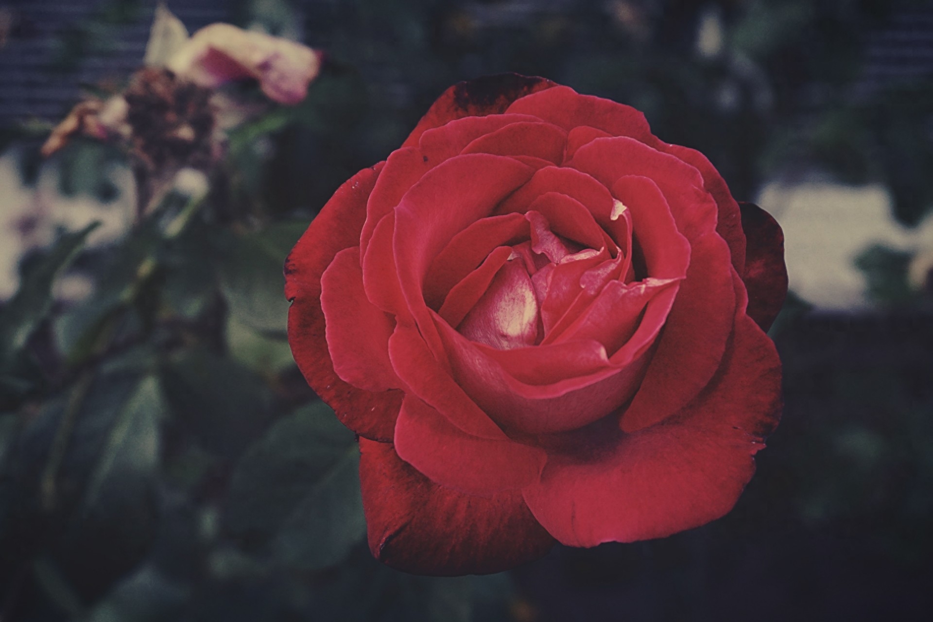 你是我，一辈子的念念不忘(图3)