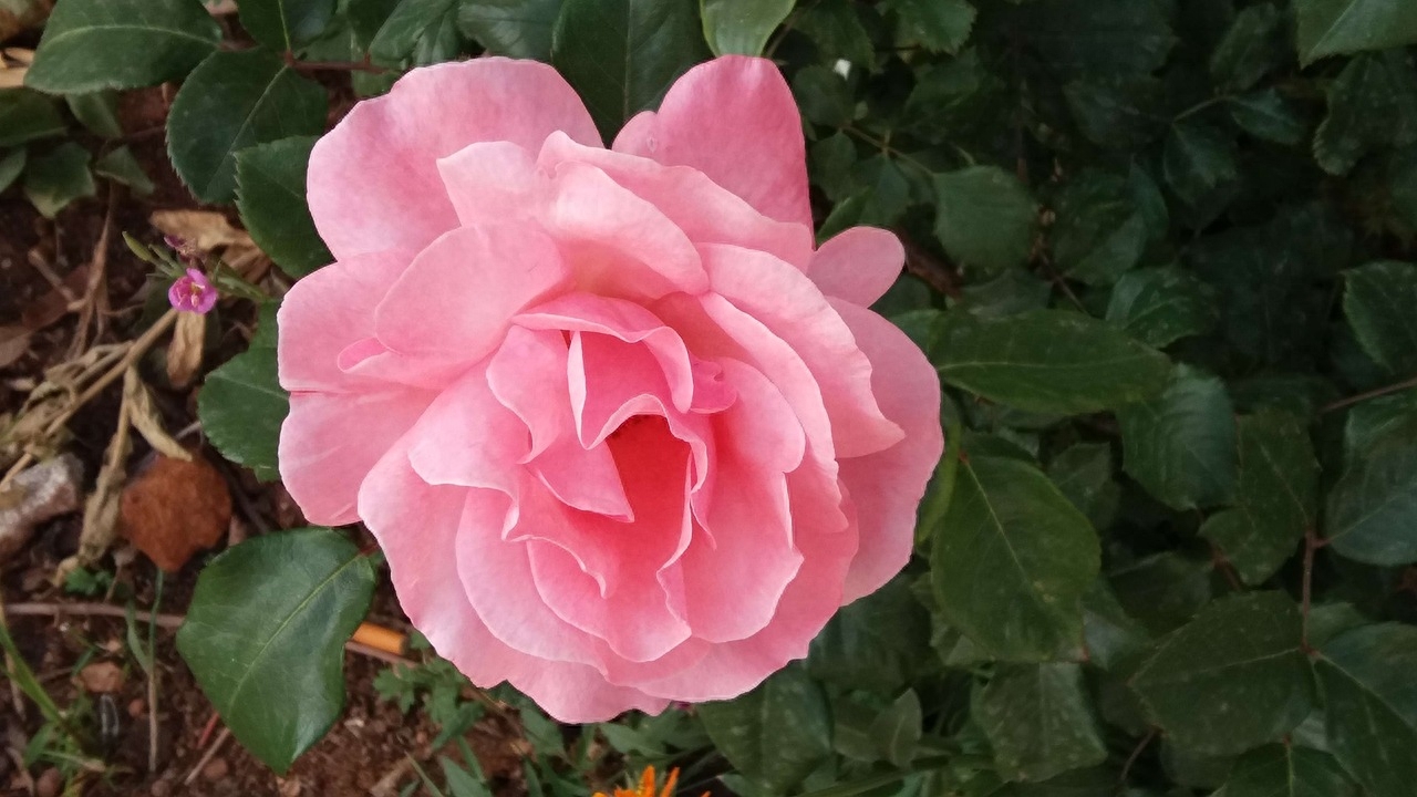 你是我命中注定的那个人(图2)