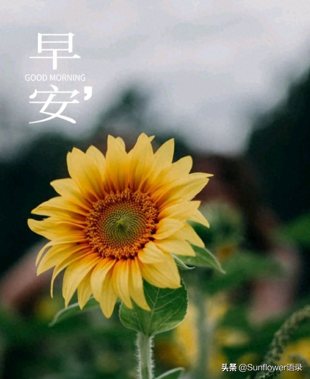 早安正能量人生励志箴言，心随晨光，勇敢洒脱，自由飞翔(图1)