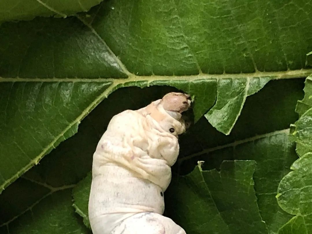 2020-4《十月》·散文∣苏沧桑：春蚕记(图7)