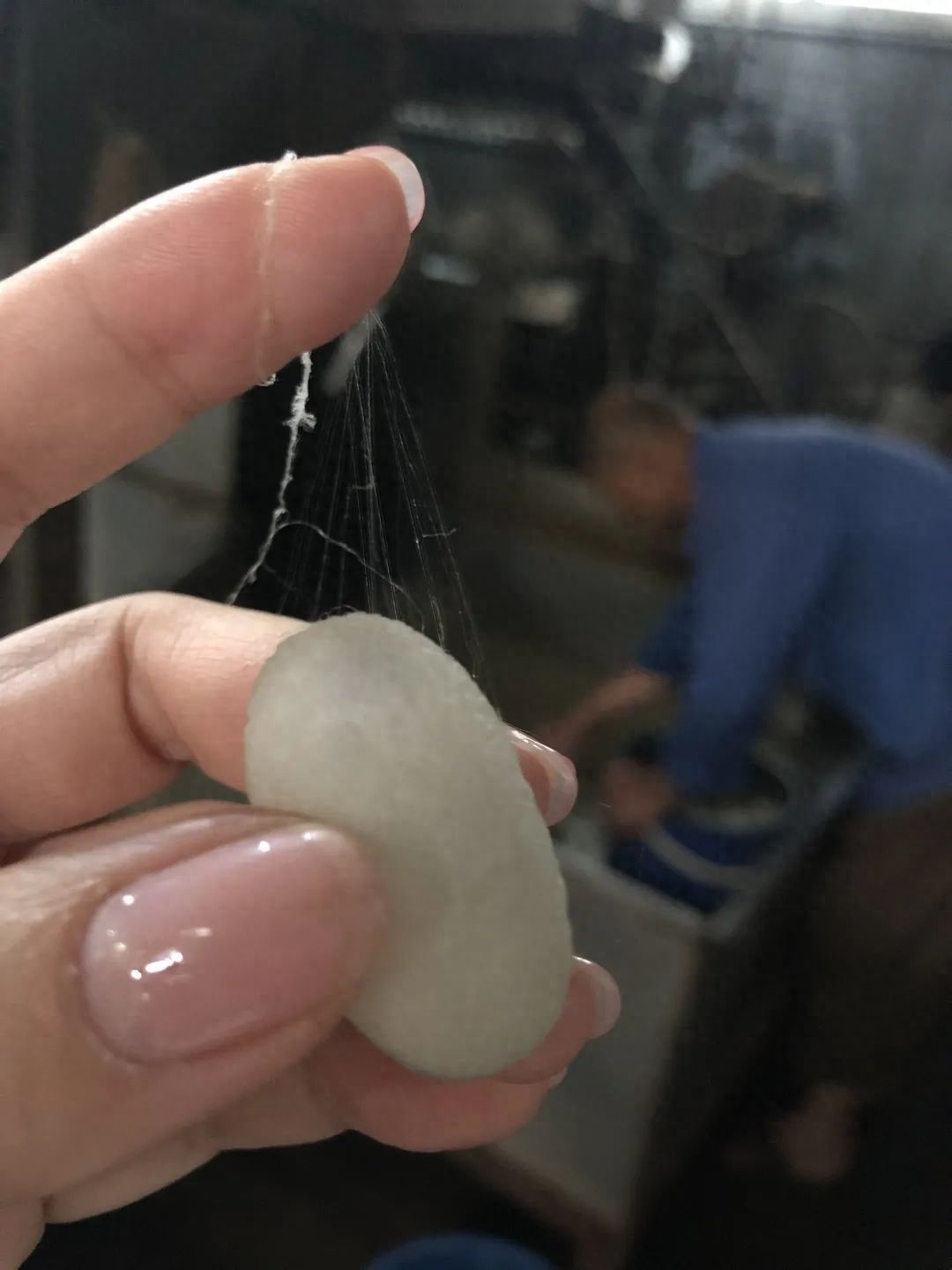 2020-4《十月》·散文∣苏沧桑：春蚕记(图11)