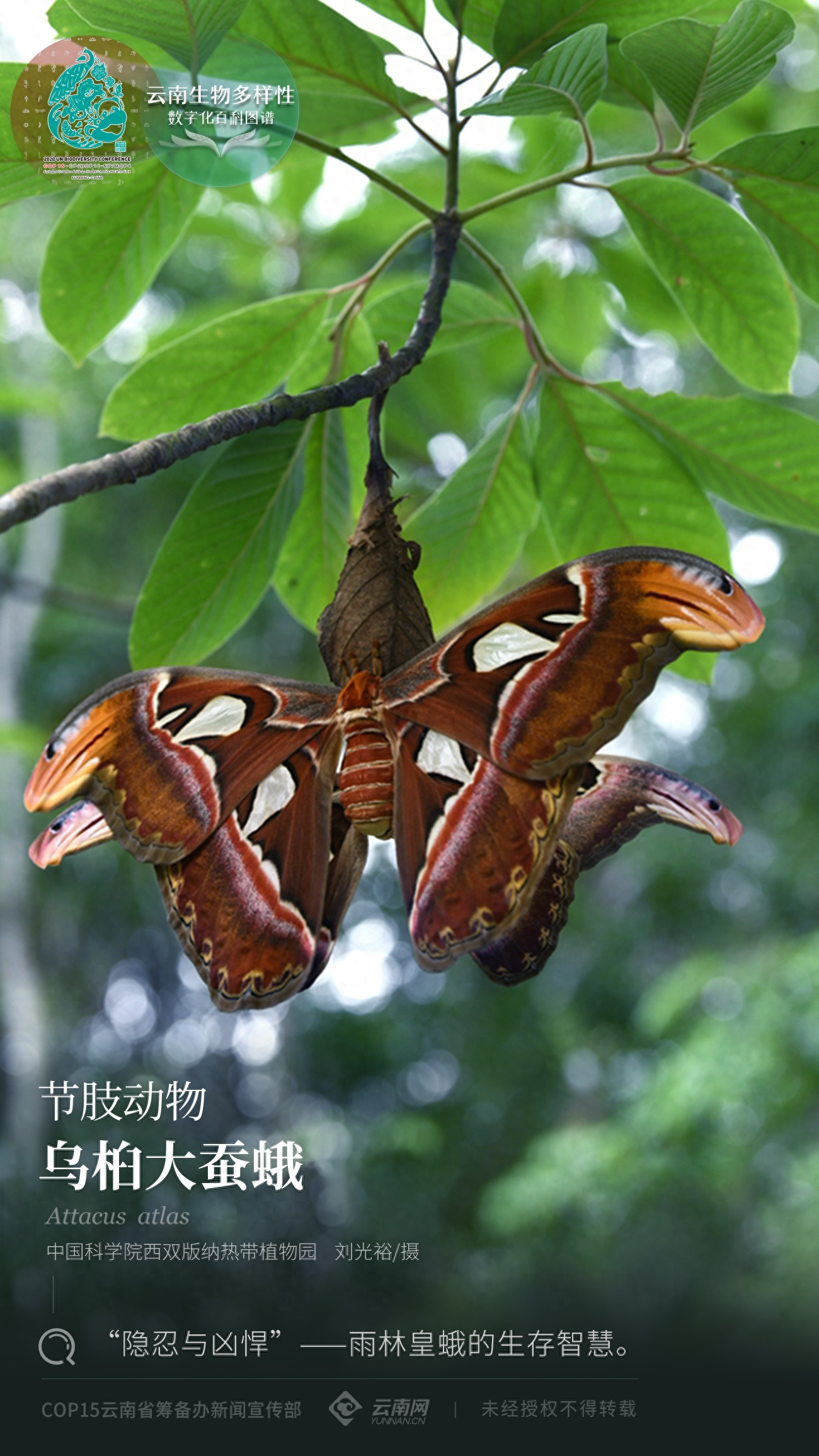 「云南生物多样性数字化百科图谱」节肢动物·乌桕大蚕蛾：“隐忍与凶悍”——雨林皇蛾的生存智慧(图1)